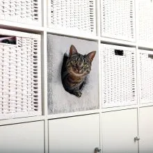 Anton Cuddly Cave for Shelf