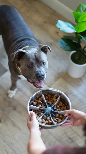 Messy Mutts - Slow Feeder Bowl Insert