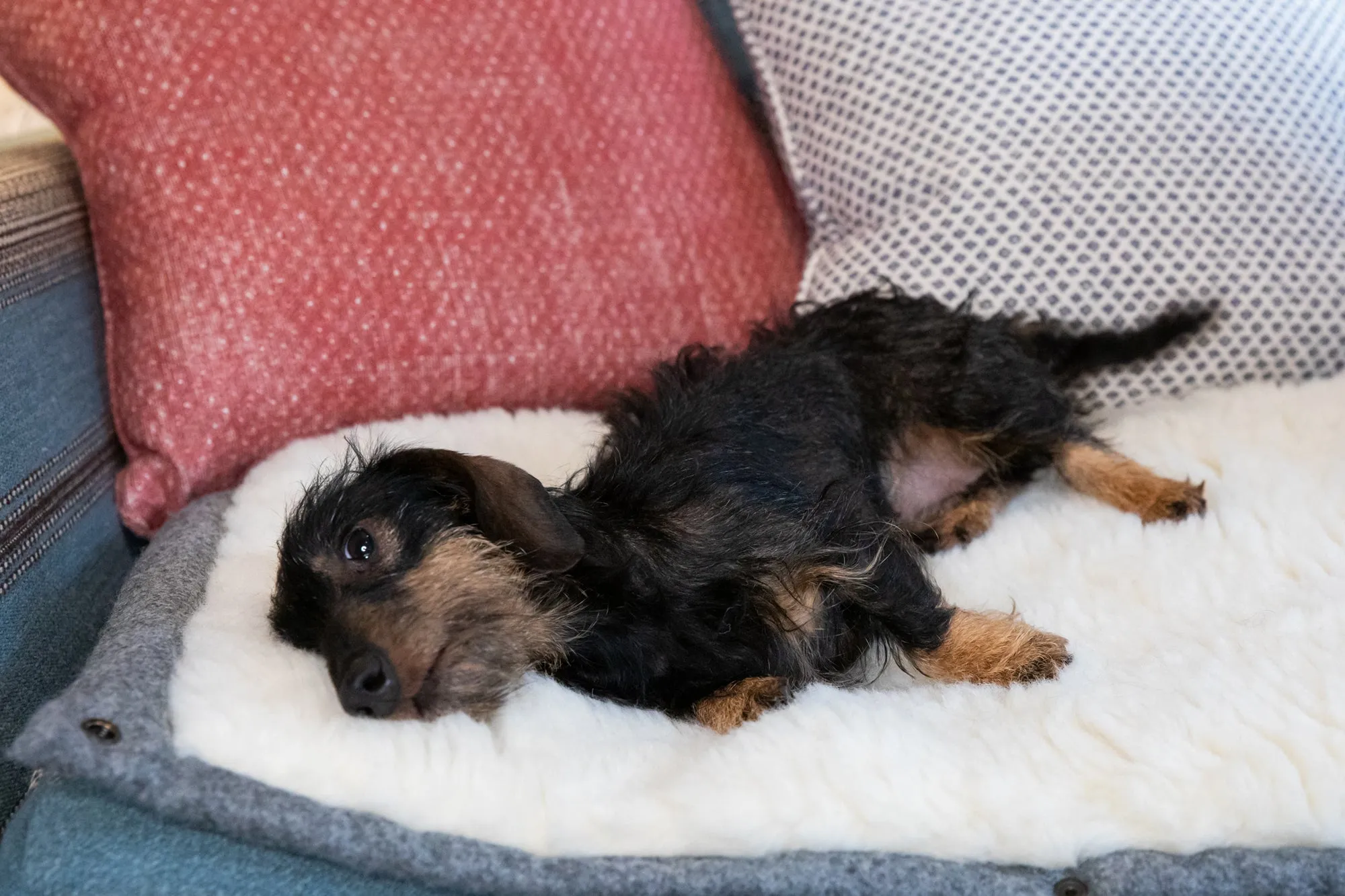 Slate Grey Bespoke Dog Roll Mat