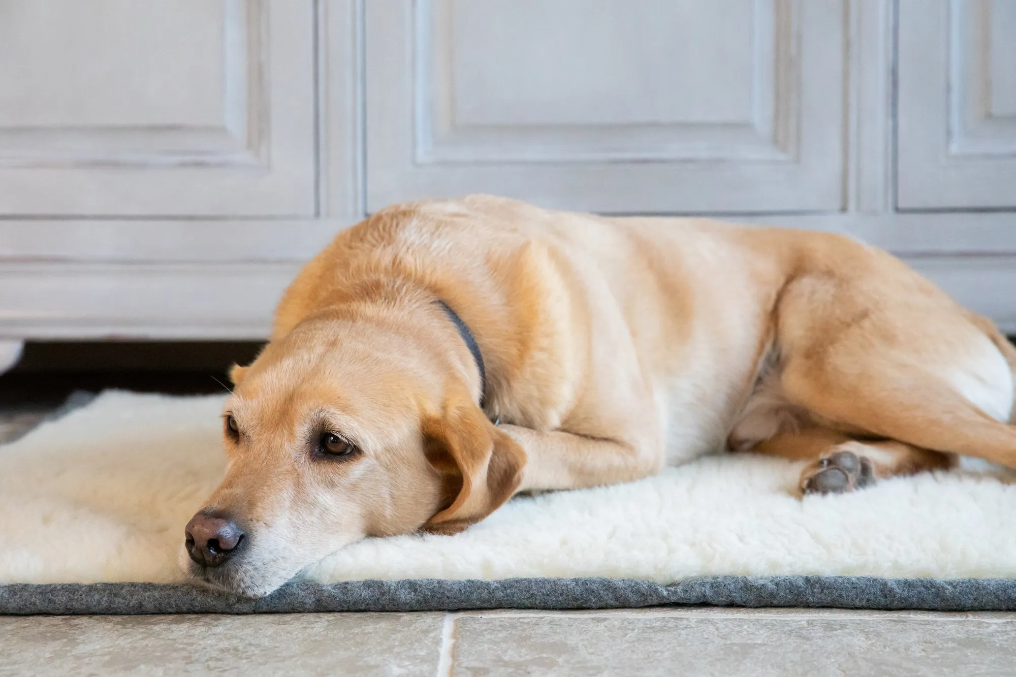 Slate Grey Bespoke Dog Roll Mat